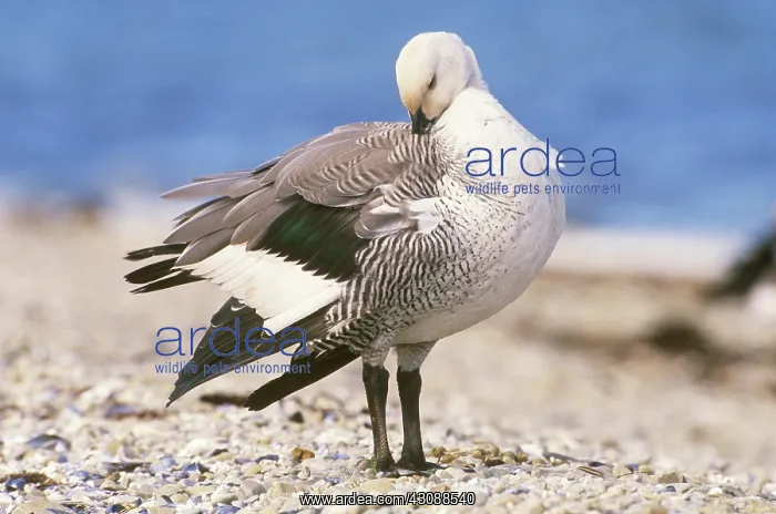 : Upland Goose (Chloephaga picta) : Upland Goose (Chloephaga picta)