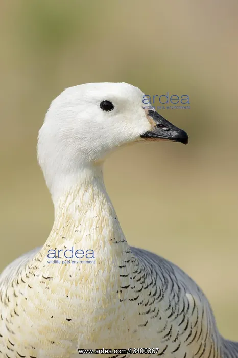 : Upland goose (Chloephaga picta), male, portrait : Upland goose (Chloephaga picta), male, portrait