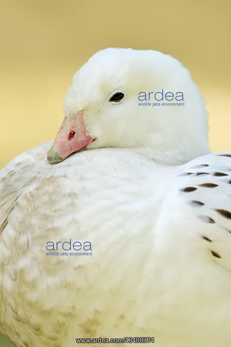 : Upland goose (Chloephaga picta), male, portrait : Upland goose (Chloephaga picta), male, portrait
