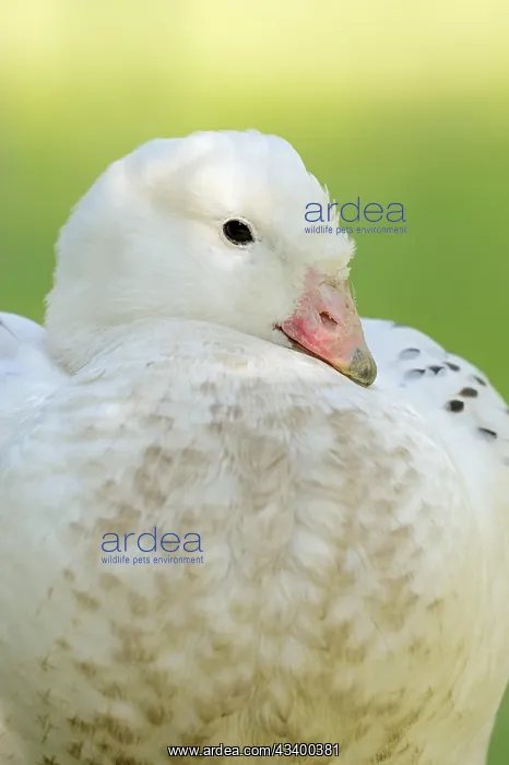 : Upland goose (Chloephaga picta), male, portrait : Upland goose (Chloephaga picta), male, portrait