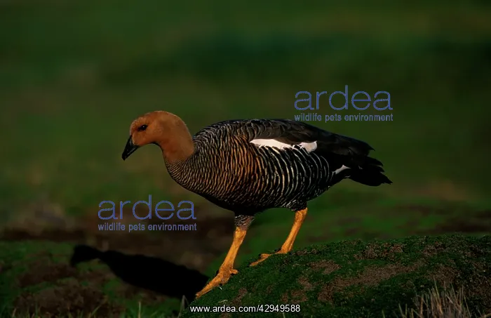 : Upland goose - female : Upland goose - female