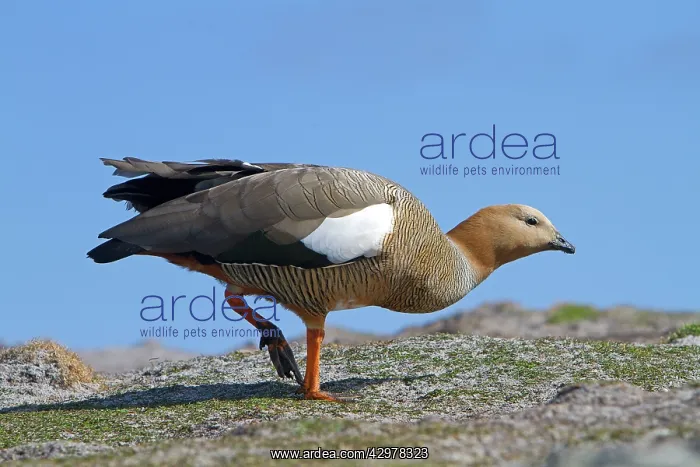 : Upland Goose / Magellan Goose - female : Upland Goose / Magellan Goose - female