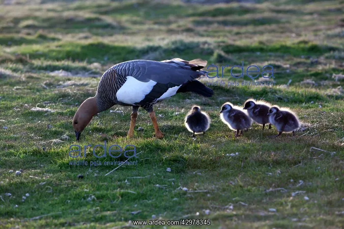 : Upland Goose / Magellan Goose - female and young : Upland Goose / Magellan Goose - female and young