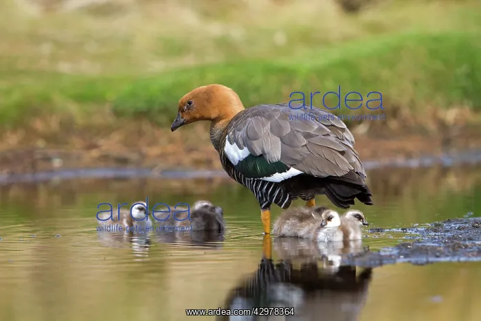 : Upland Goose / Magellan Goose - female and young : Upland Goose / Magellan Goose - female and young