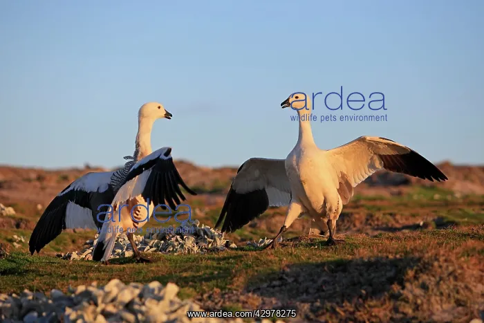 : Upland Goose / Magellan Goose - fight between males : Upland Goose / Magellan Goose - fight between males
