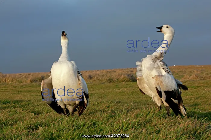 : Upland Goose / Magellan Goose - fight between males : Upland Goose / Magellan Goose - fight between males