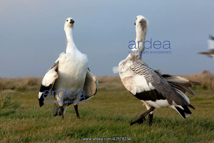: Upland Goose / Magellan Goose - fight between males : Upland Goose / Magellan Goose - fight between males