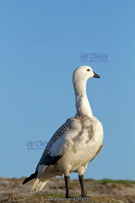 : Upland Goose / Magellan Goose - male : Upland Goose / Magellan Goose - male