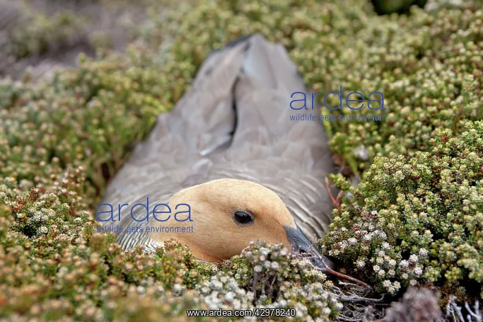 : Upland Goose / Magellan Goose - on the nest : Upland Goose / Magellan Goose - on the nest