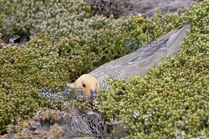 : Upland Goose / Magellan Goose - on the nest : Upland Goose / Magellan Goose - on the nest
