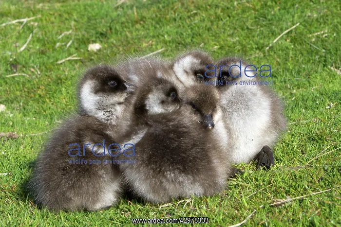 : Upland Goose / Magellan Goose - young : Upland Goose / Magellan Goose - young