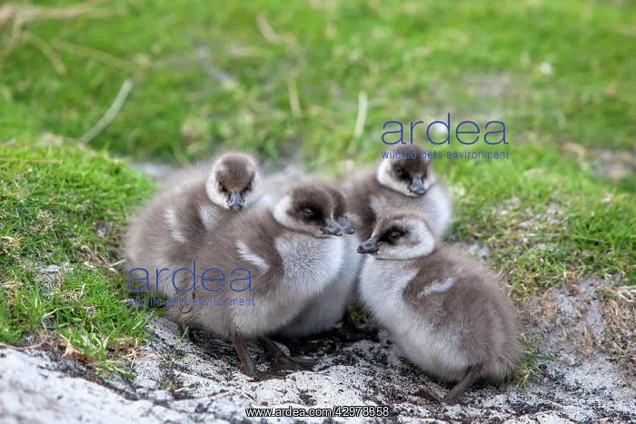 : Upland Goose / Magellan Goose - young : Upland Goose / Magellan Goose - young