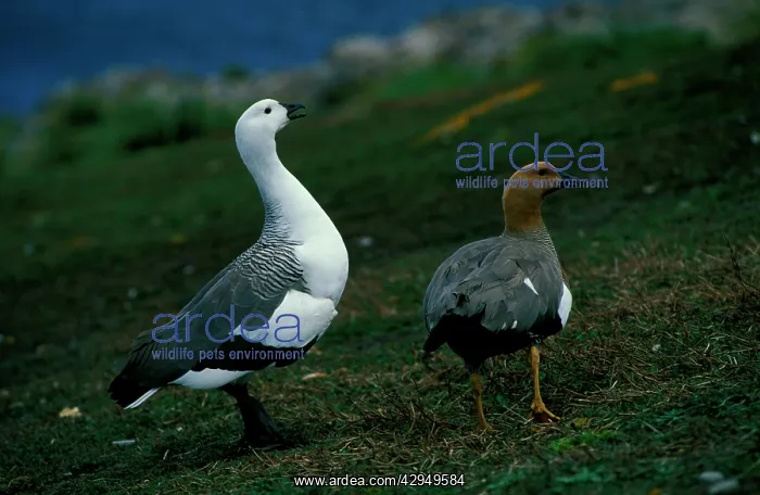 : Upland goose - male and female pair : Upland goose - male and female pair
