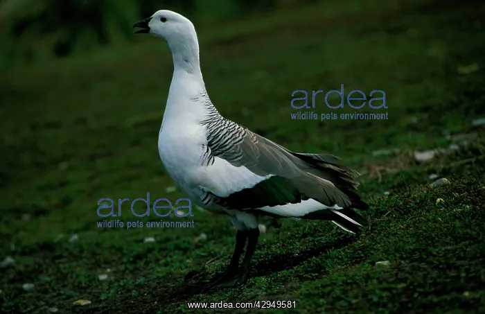 : Upland goose - male vocalising : Upland goose - male vocalising