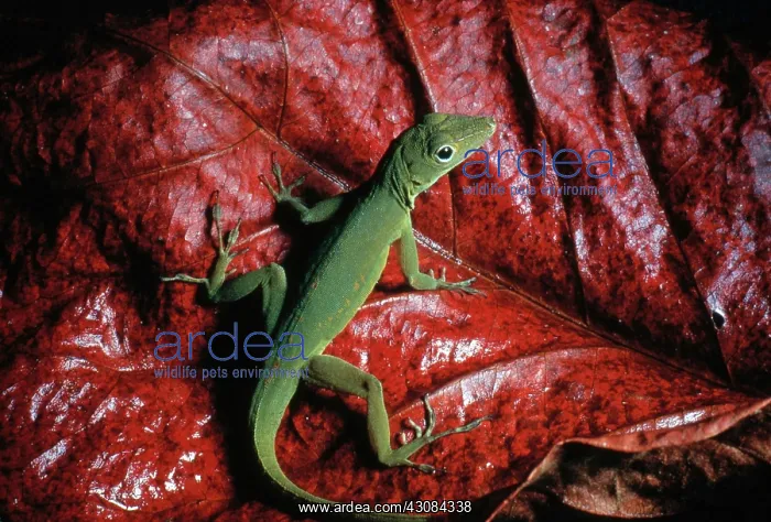 : Upland Grass Anole : Upland Grass Anole