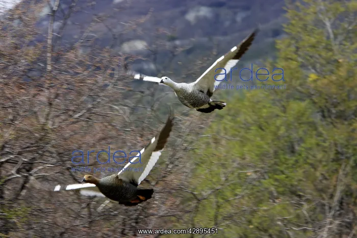 : Upland / Magellan Goose : Upland / Magellan Goose