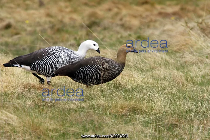 : Upland / Magellan Goose : Upland / Magellan Goose