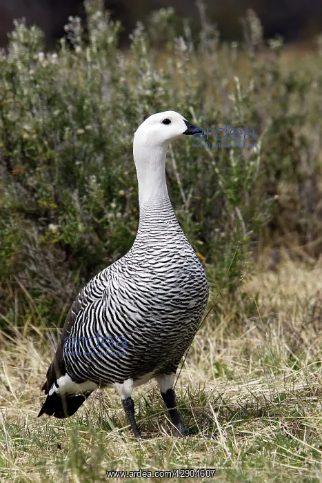 : Upland / Magellan Goose : Upland / Magellan Goose