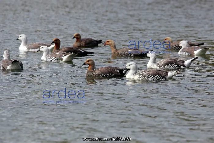 : Upland / Magellan Goose : Upland / Magellan Goose