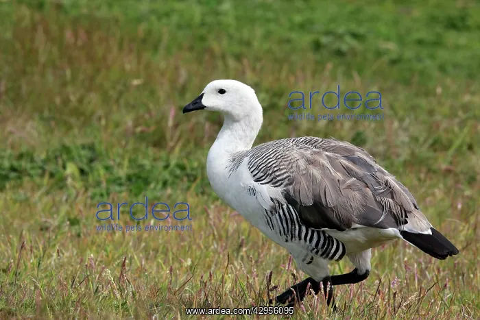 : Upland / Magellan Goose : Upland / Magellan Goose