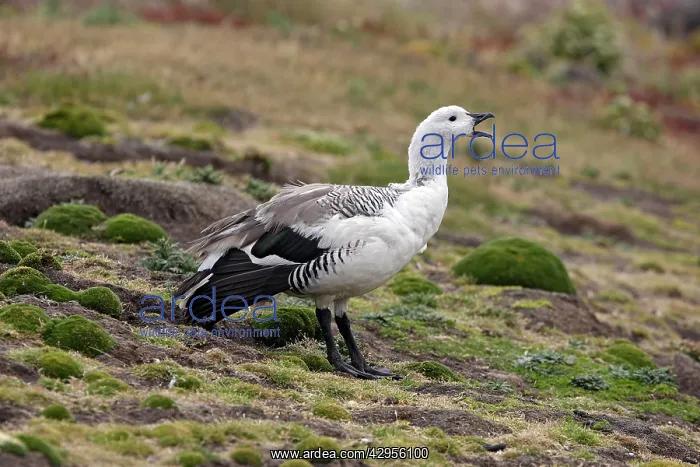 : Upland / Magellan Goose : Upland / Magellan Goose