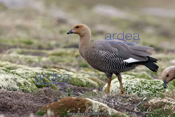 : Upland / Magellan Goose : Upland / Magellan Goose