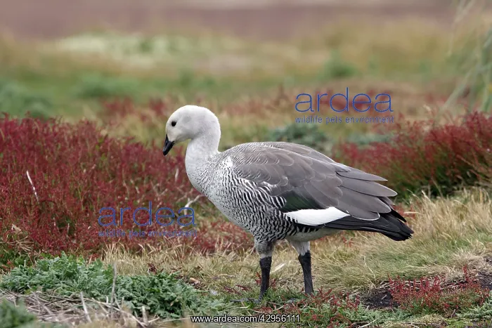 : Upland / Magellan Goose : Upland / Magellan Goose
