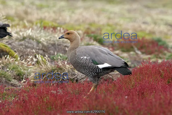 : Upland / Magellan Goose : Upland / Magellan Goose