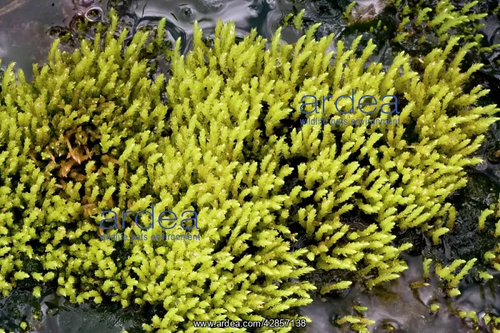 : An upland moss : An upland moss