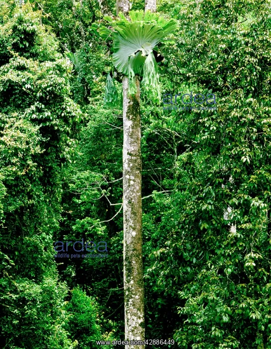  : Upland rainforest with Staghorn (Elkhorn)