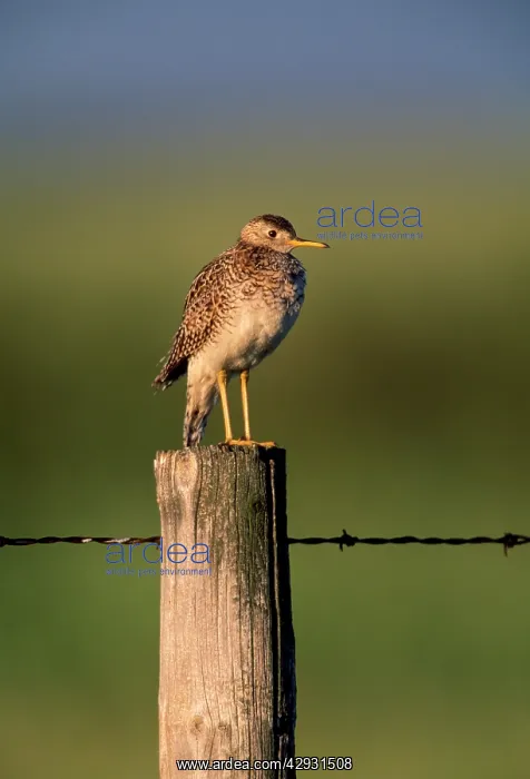 : Upland Sandpiper : Upland Sandpiper