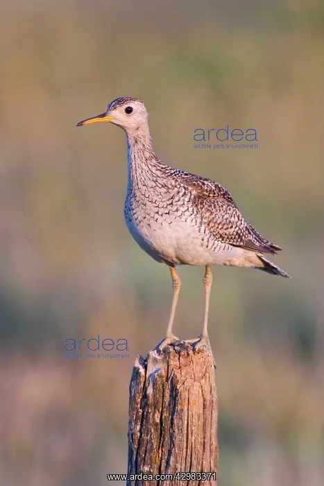 : Upland Sandpiper : Upland Sandpiper