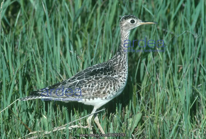 : Upland Sandpiper : Upland Sandpiper