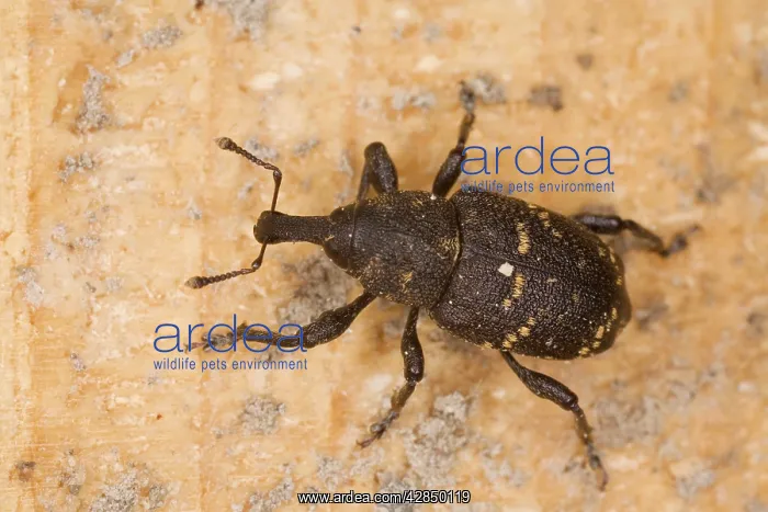 : An upland weevil : An upland weevil