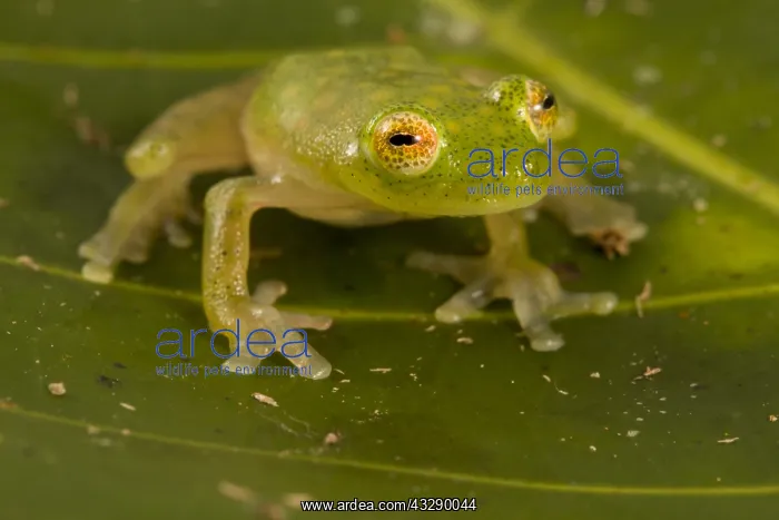 : Upper Amazon Glass Frog (Hyalinobatrachium muno : Upper Amazon Glass Frog (Hyalinobatrachium muno