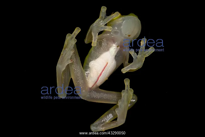 : Upper Amazon Glass Frog (Hyalinobatrachium muno : Upper Amazon Glass Frog (Hyalinobatrachium muno