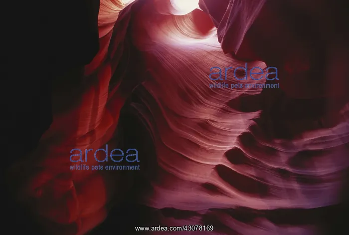 : Upper Antelope Canyon, Arizona : Upper Antelope Canyon, Arizona