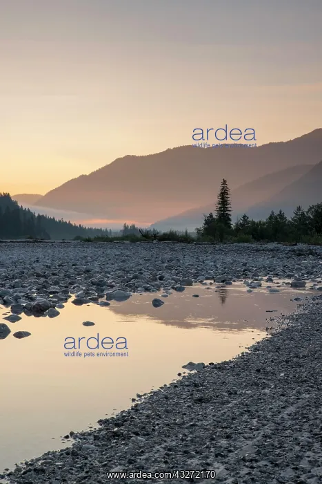 : Upper Isar, Morning Mood, Vorderriss, Bavaria, Germany : Upper Isar, Morning Mood, Vorderriss, Bavaria, Germany
