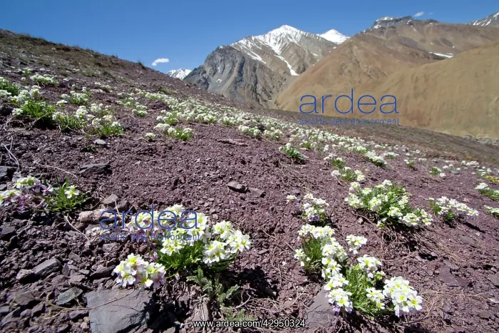 : Upper Suru Valley : Upper Suru Valley