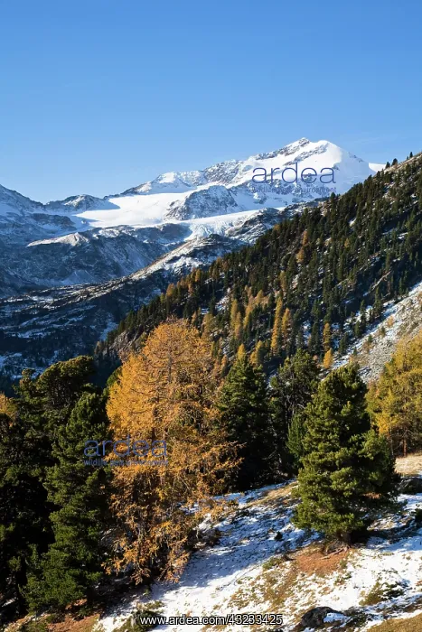 : The upper valley Martelltal in fall with : The upper valley Martelltal in fall with
