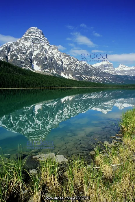 : Upper Waterfowl Lake reflecting Mount Chephren, Summer : Upper Waterfowl Lake reflecting Mount Chephren, Summer