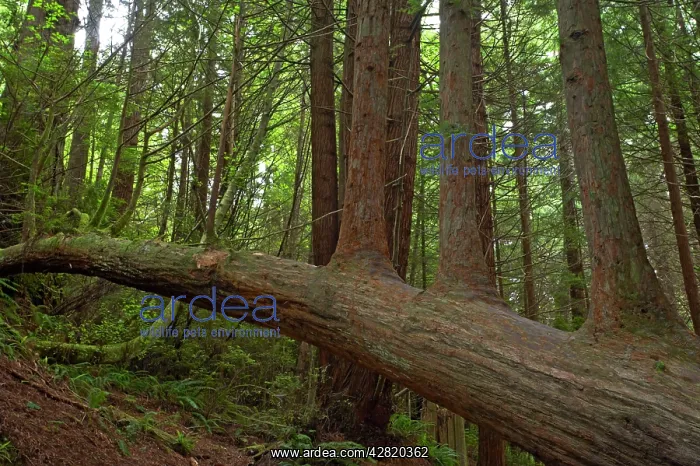: Upright growths from fallen tree : Upright growths from fallen tree