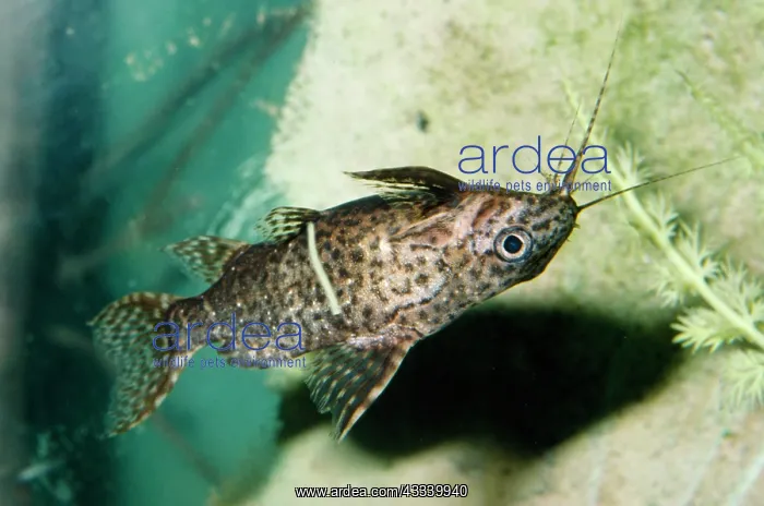 : UPSIDE-DOWN CATFISH : UPSIDE-DOWN CATFISH