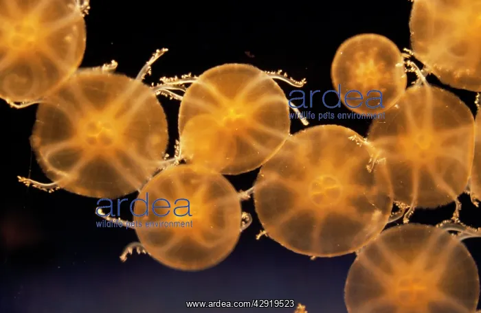 : Upside-down JELLYFISH - mass : Upside-down JELLYFISH - mass
