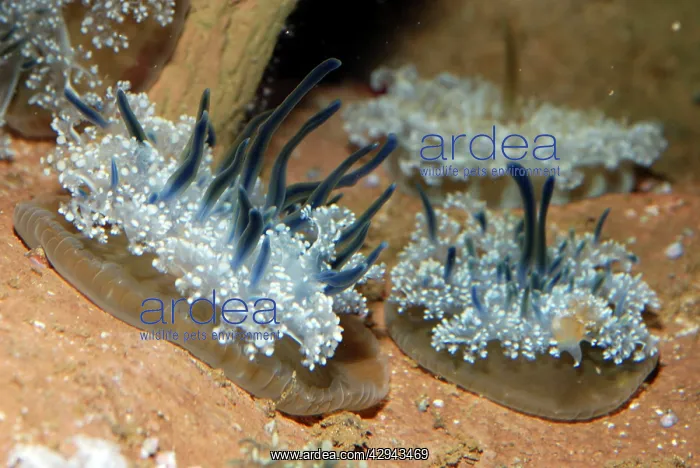 : Upside Down Jellyfish : Upside Down Jellyfish