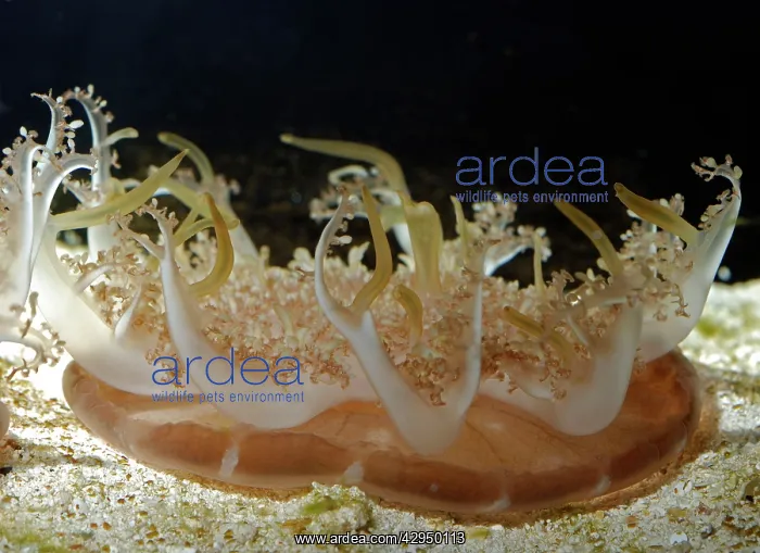 : Upside Down Jellyfish : Upside Down Jellyfish