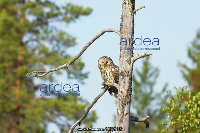  : Ural Owl (Strix uralensis). Finland