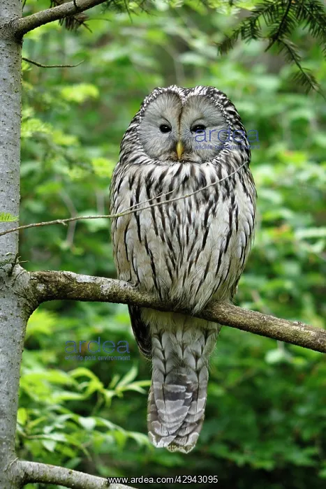 : Ural owl (Strix uralensis). NP Bayerischer Wald, Germany : Ural owl (Strix uralensis). NP Bayerischer Wald, Germany