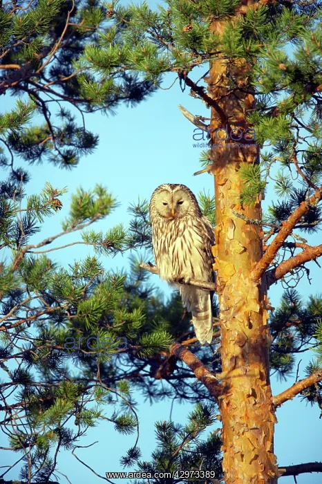  : Ural Owl (Strix uralensis). Finland