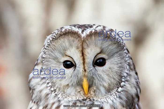  : Ural Owl Loiret Sologne France